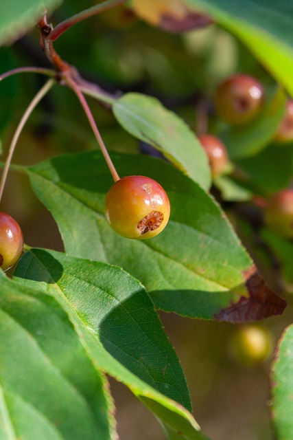 马雷斯卡：后面两轮需全胜才能确保前八，弗法纳眼睛伤的很重